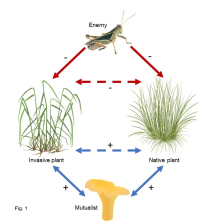 Interdependencies between native and invasive plants, their enemies and mutualists