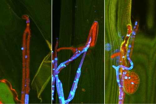 Confocal images of hyphae of Epichloë festucae emerging from the inside of the plant